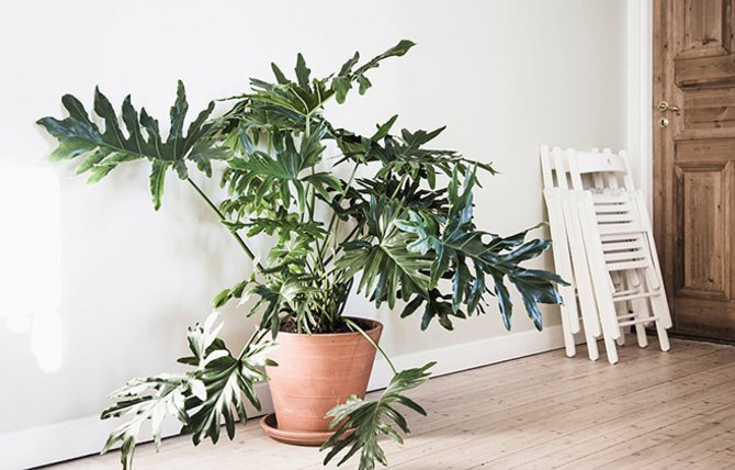 GRØNT INNSLAG: Også planter vies plass i nettbutikken. Og tips om hva du skal gjøre med Philodendronen din får du med på kjøpet.
